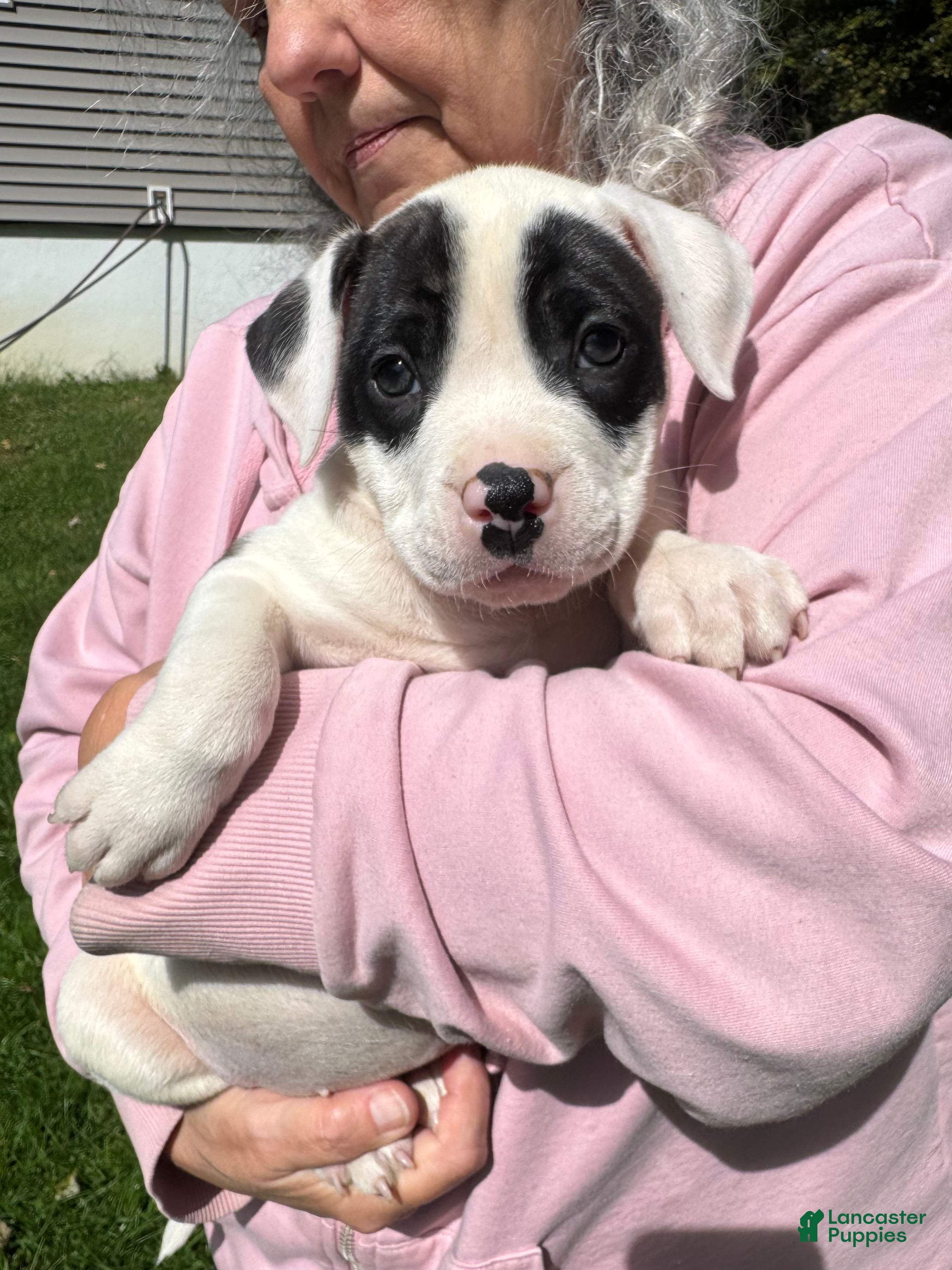 Bulldog