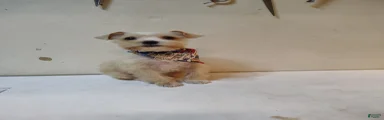 Miniature Schnauzer 3