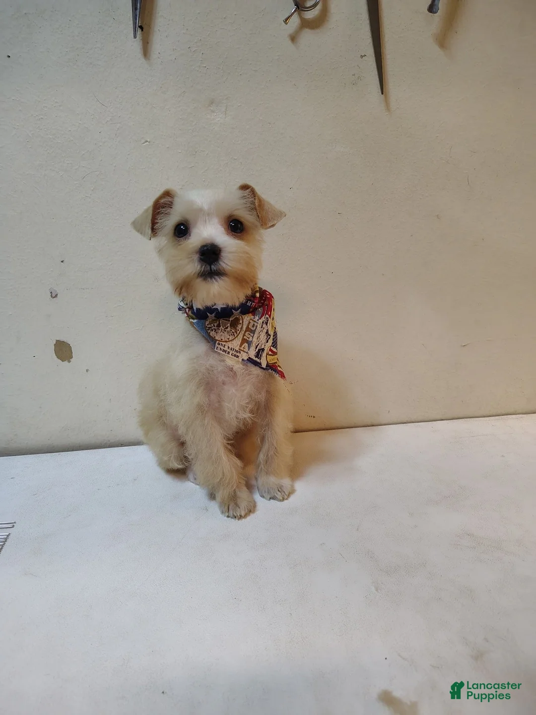Miniature Schnauzer dogs for sale: Miniature Schnauzer 3 - Ad 1