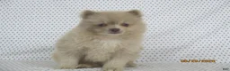 Pomeranian dogs for sale: Jinx - Ad 5