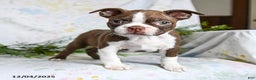 Boston Terrier dogs for sale: Bobby - Ad 2