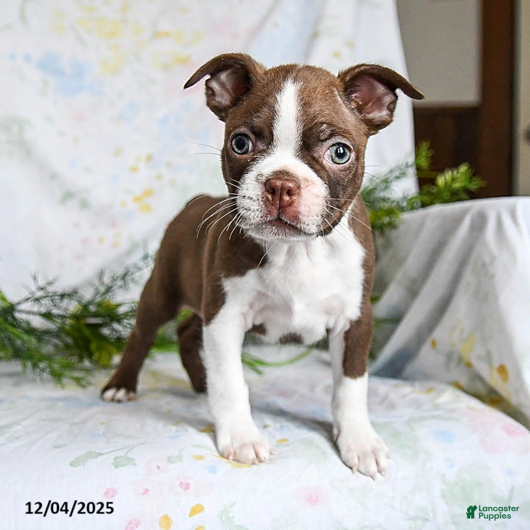 Boston Terrier dogs for sale: Bobby - Ad 2