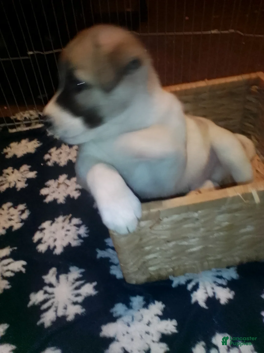 Mixed Breed dogs for sale: Rolly Polly  - Ad 10