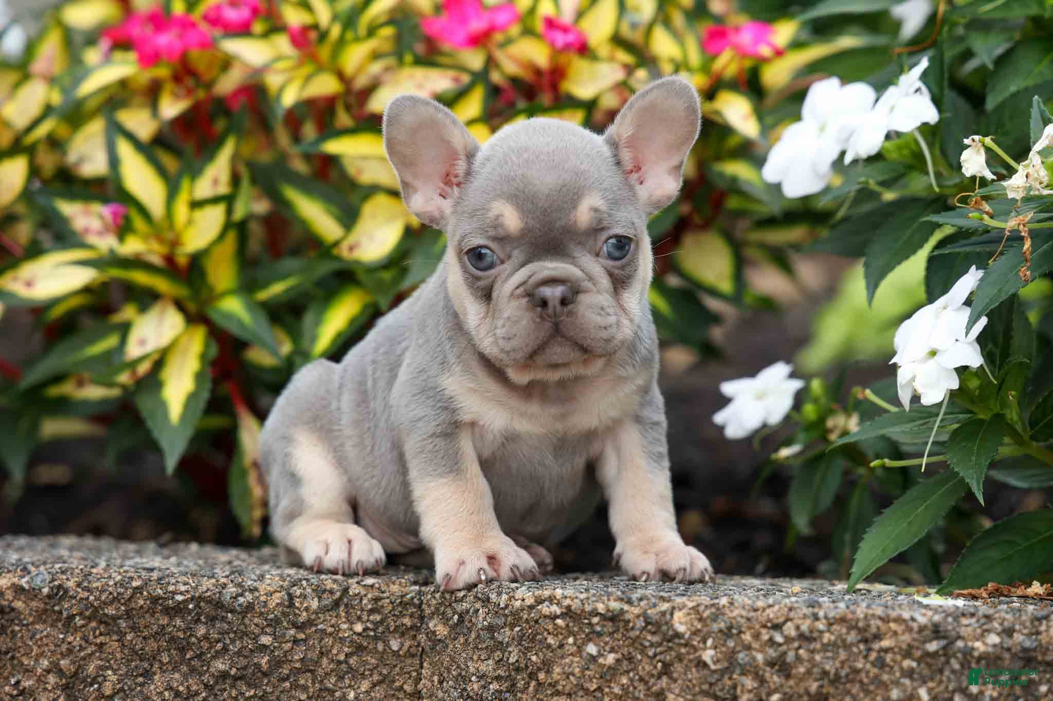 French Bulldog dogs  Regina🎀 - Ad 2