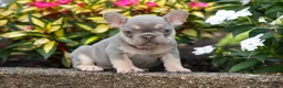 French Bulldog dogs for sale:  Regina🎀 - Ad 2