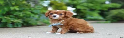 Cavalier King Charles Spaniel dogs for sale: Charlie - Ad 11