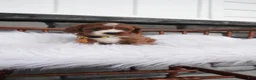 Cavapoo dogs for sale: Bessie  - Ad 11