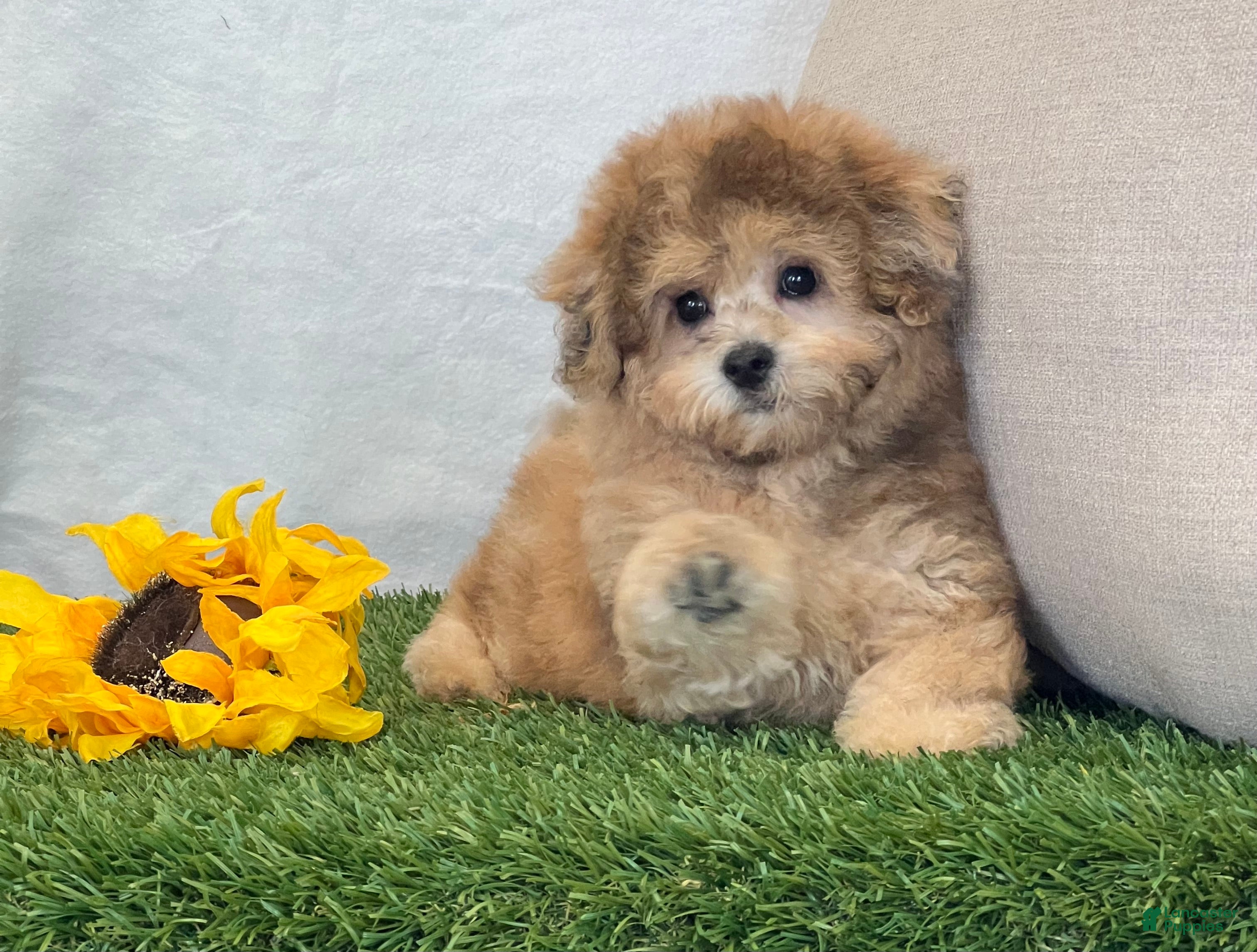 Bichpoo dogs Kona - Ad 2