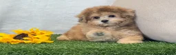 Bichpoo dogs for sale: Kona - Ad 2