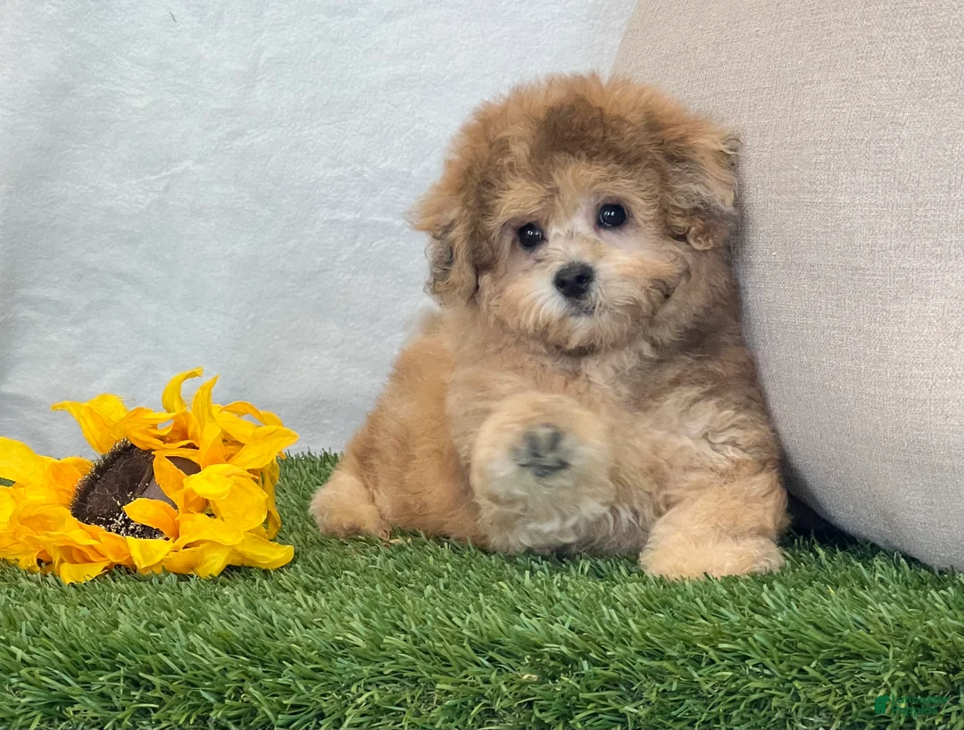 Bichpoo dogs for sale: Kona - Ad 2
