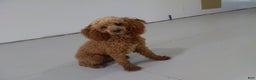 Cockapoo dogs for sale: Star - Ad 5