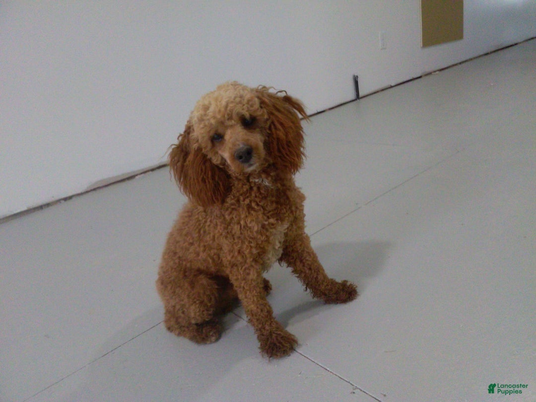 Cockapoo dogs for sale: Star - Ad 5