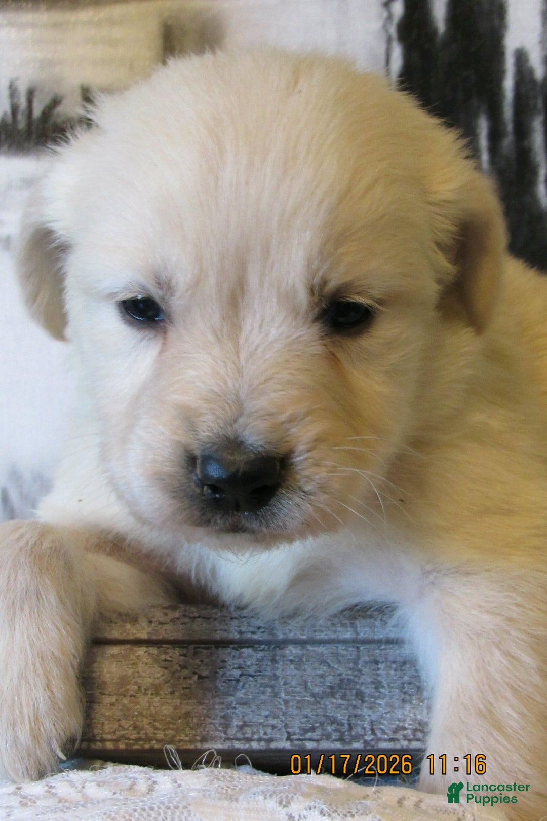Golden Retriever dogs for sale: Golden Retriever Puppy 5 River - Ad 2
