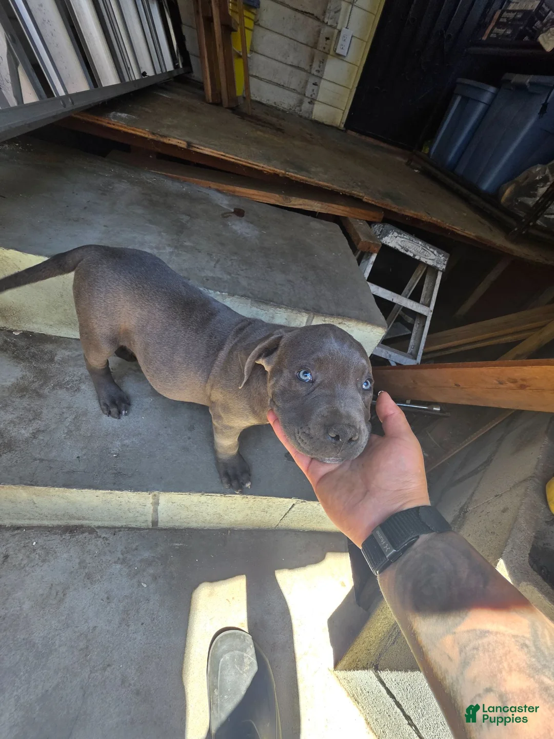 American Pit Bull Terrier dogs for sale: American Pit Bull Terrier 1 - Ad 1