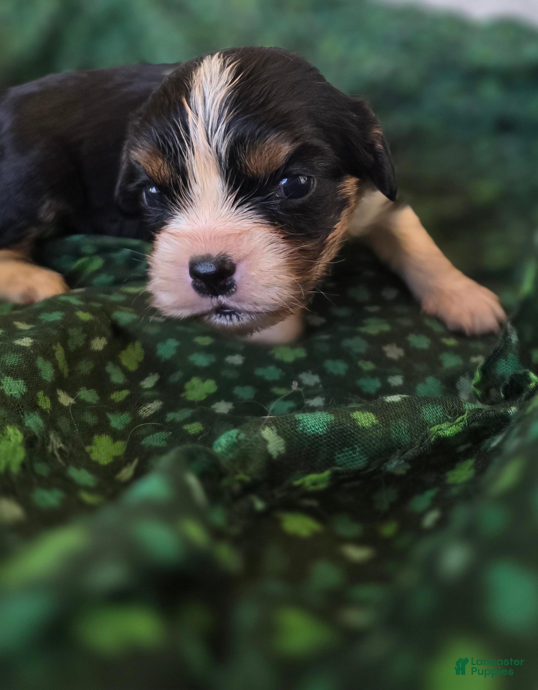 Cavalier King Charles Spaniel dogs Elana - Ad 38