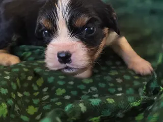 Cavalier King Charles Spaniel dogs Elana - Ad 38