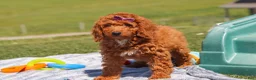 Miniature Labradoodle dogs for sale: Tonya - Ad 3