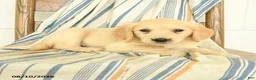 Golden Retriever dogs for sale: Jade - Ad 3