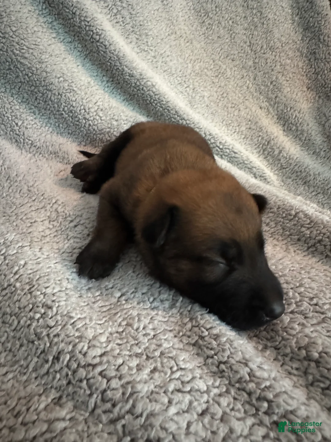 Belgian Malinois dogs for sale: Belgian Malinois 1 - Ad 2