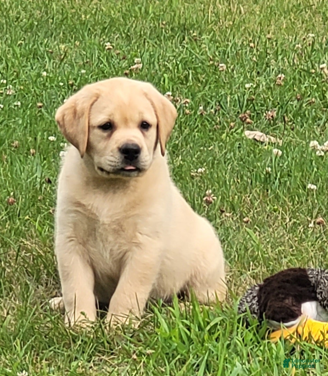Labrador Retriever dogs Lexi - Ad 2