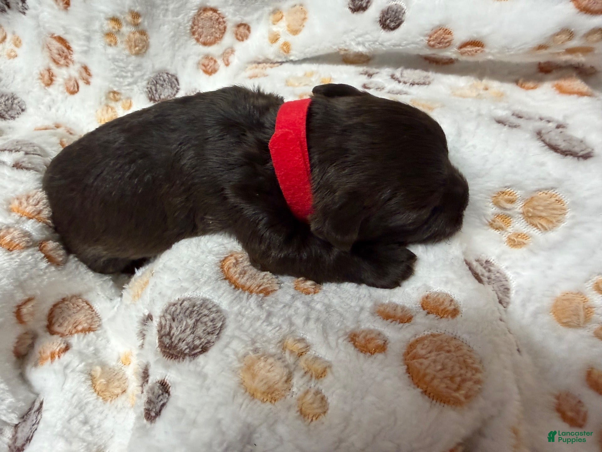 Miniature Schnauzer dogs for sale: Miniature Schnauzer 2 - Ad 4