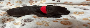 Miniature Schnauzer 2