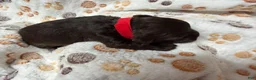 Miniature Schnauzer dogs for sale: Miniature Schnauzer 2 - Ad 1