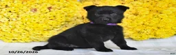 German Shepherd dogs for sale: Oakley - Ad 3