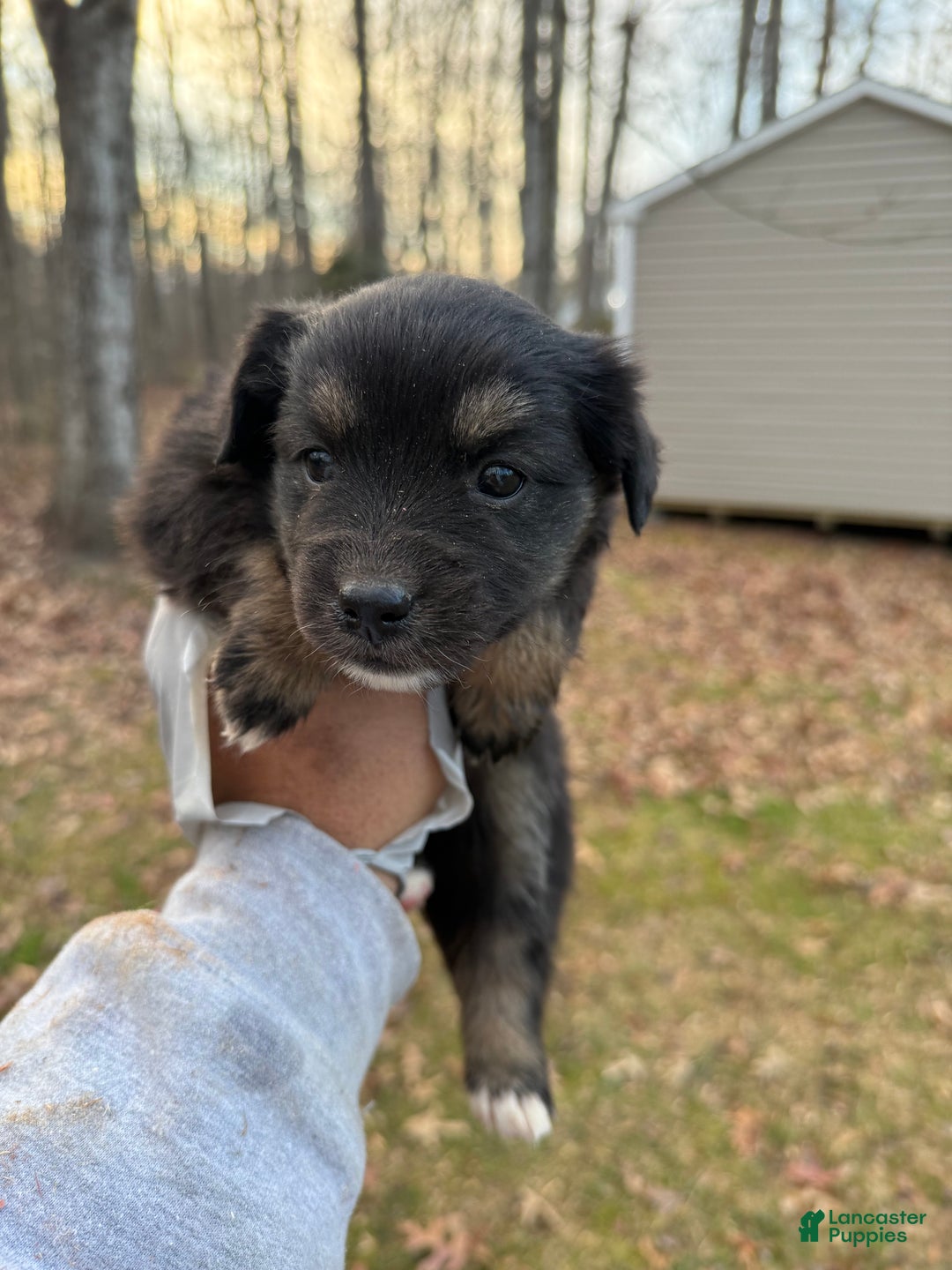 Pomsky dogs for sale: Pomsky Puppy 1 - Ad 3