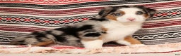 Australian Shepherd dogs for sale: Sparky - Ad 7