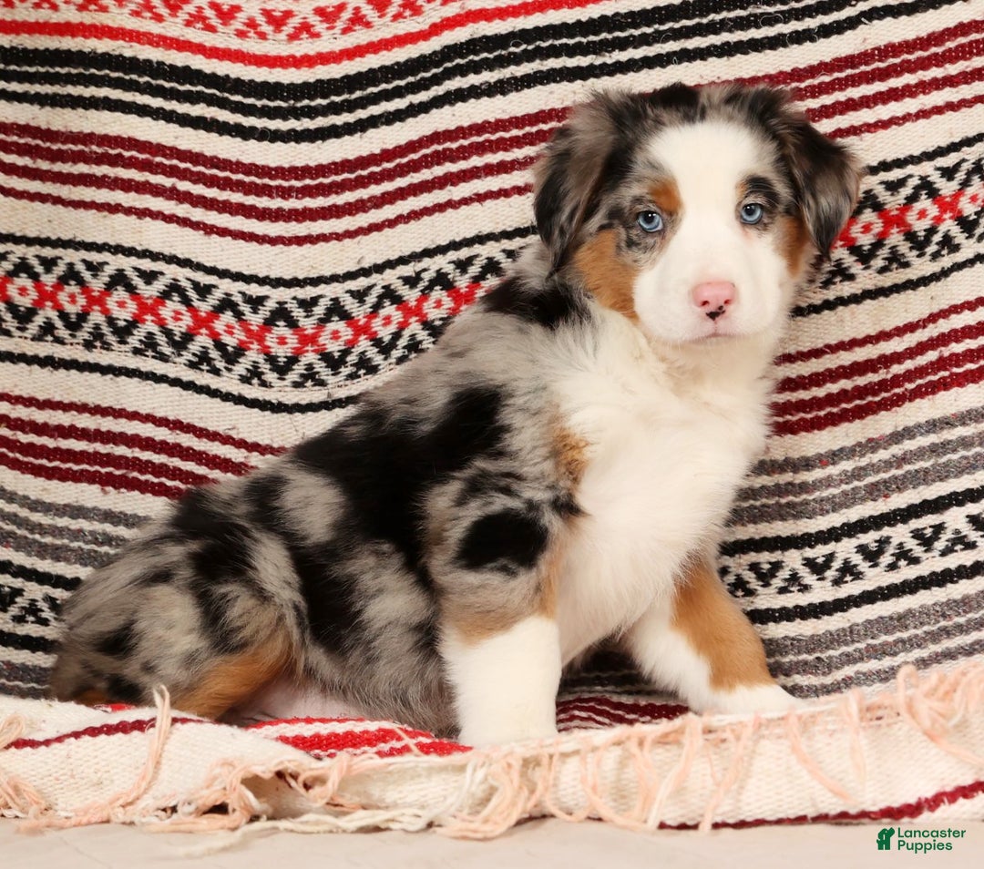 Australian Shepherd dogs for sale: Sparky - Ad 7