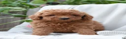 Mini Goldendoodle dogs for sale: Hayden - Ad 1
