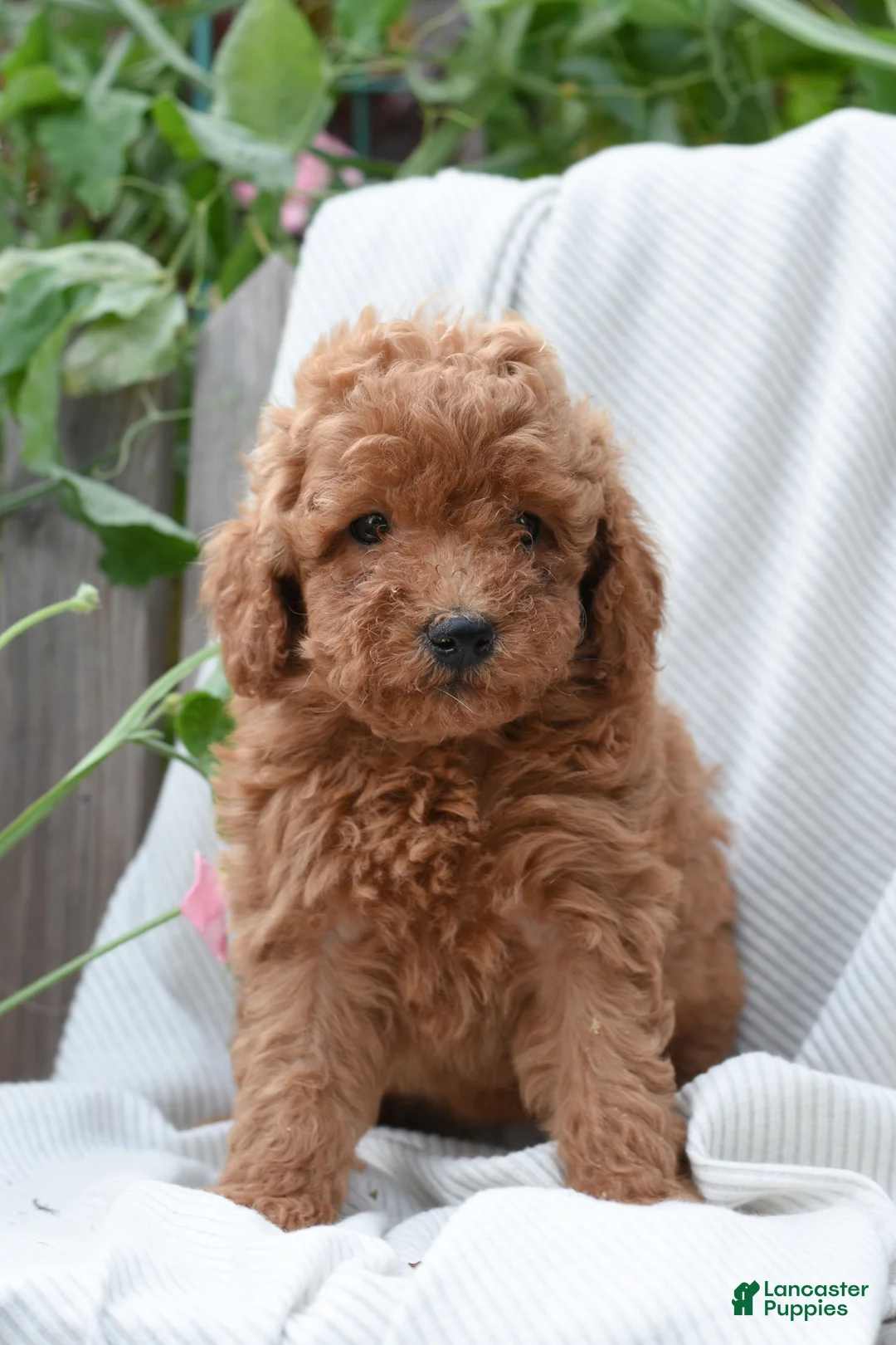 Mini Goldendoodle dogs for sale: Hayden - Ad 1