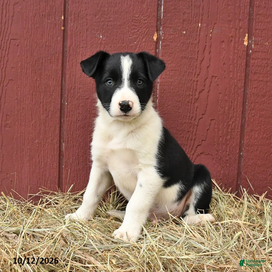 Border Collie dogs for sale: Tim - Ad 2