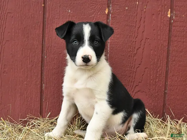 Border Collie dogs for sale: Tim - Ad 2
