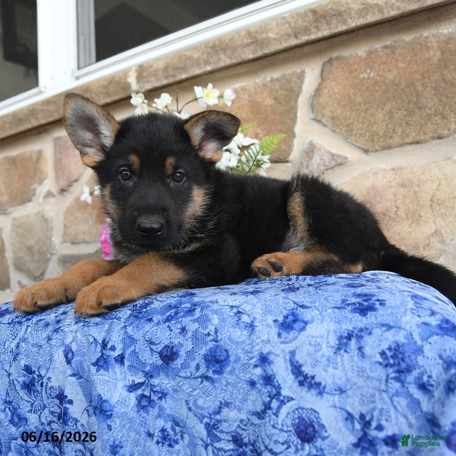 German Shepherd dogs Sebastian - Ad 2