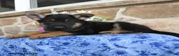 German Shepherd dogs for sale: Sebastian - Ad 2