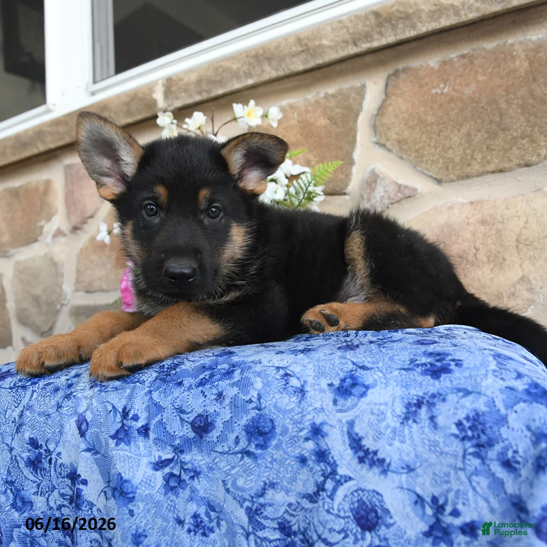 German Shepherd dogs for sale: Sebastian - Ad 2