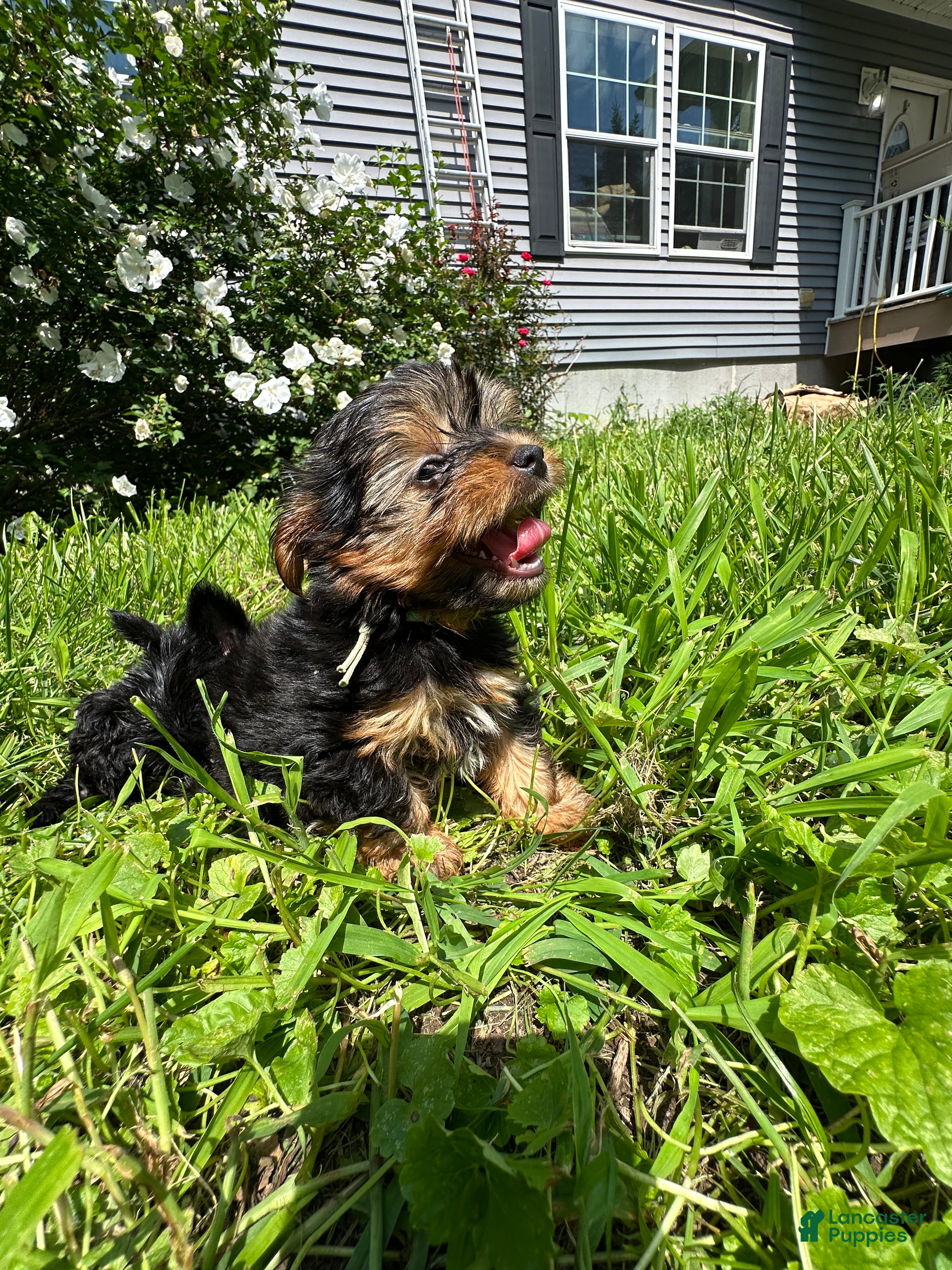 Yorkiepoo dogs White  - Ad 5