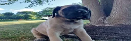 English Mastiff dogs for sale: Marcey - Ad 1