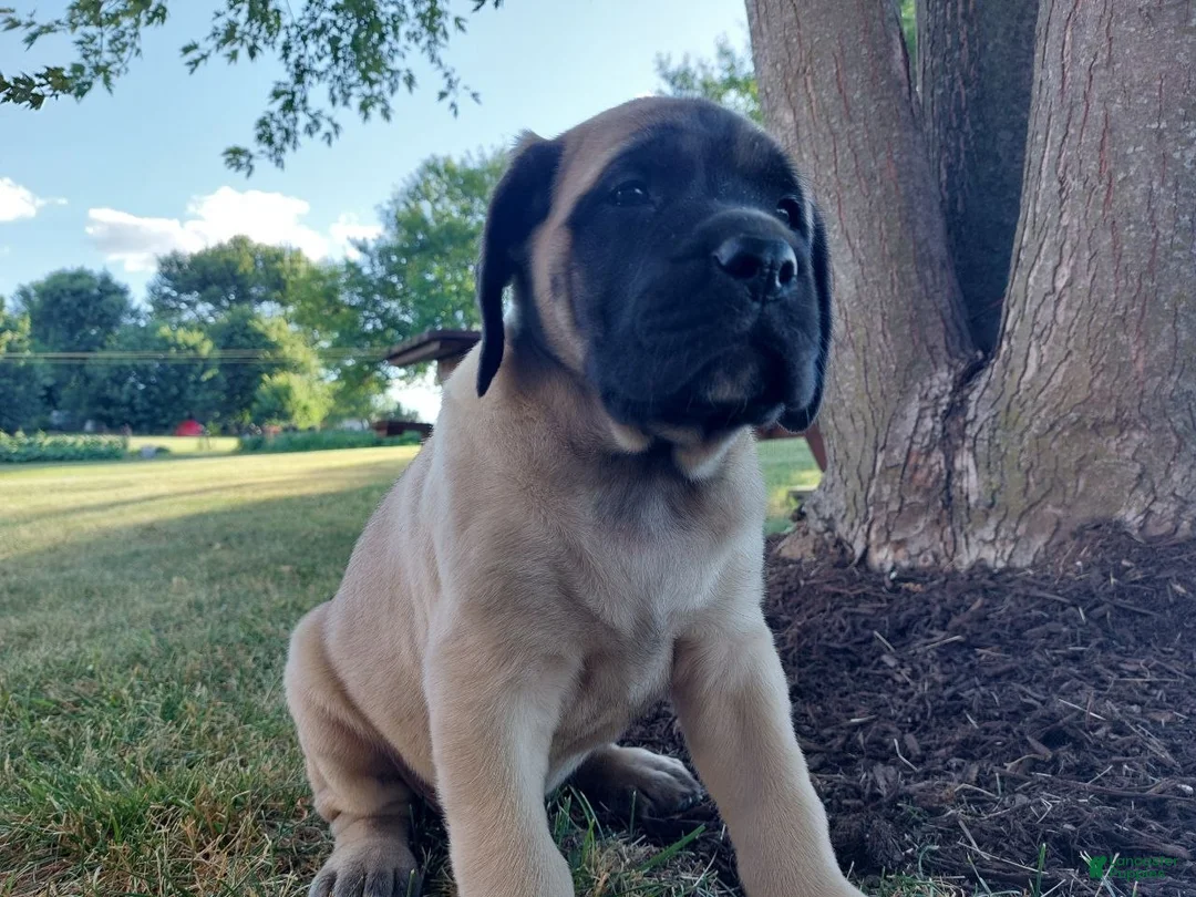 English Mastiff dogs for sale: Marcey - Ad 1