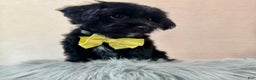 Yorkiepoo dogs for sale: Bennett - Ad 7