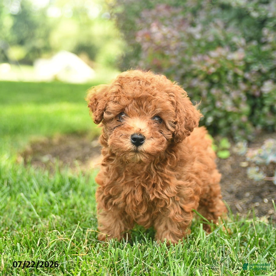 Miniature Poodle dogs for sale: Teddy  - Ad 4