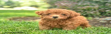 Teddy 