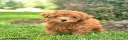 Miniature Poodle dogs for sale: Teddy  - Ad 1