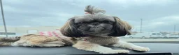 Shih Tzu dogs for sale: Nala - Ad 3