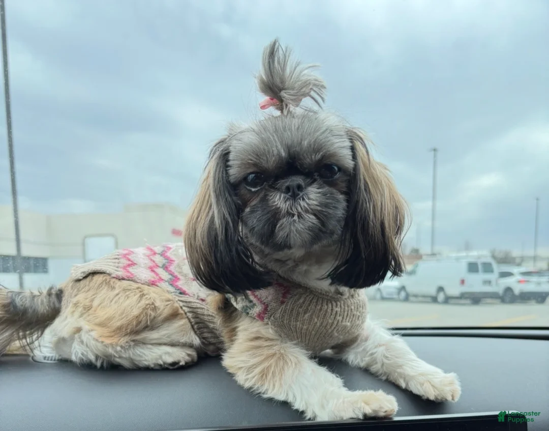 Shih Tzu dogs for sale: Nala - Ad 3