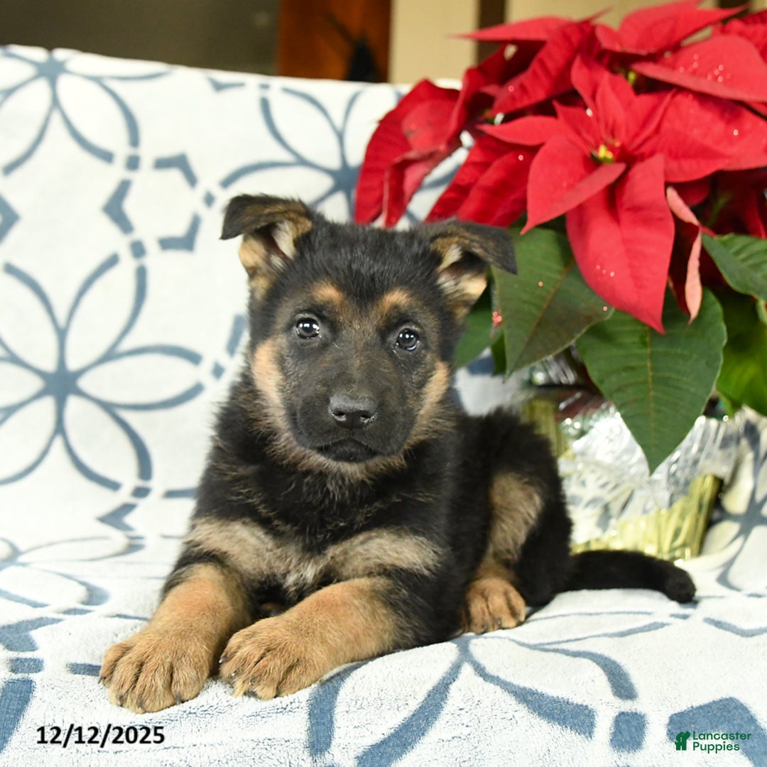 German Shepherd dogs for sale: Gingersnap - Ad 2