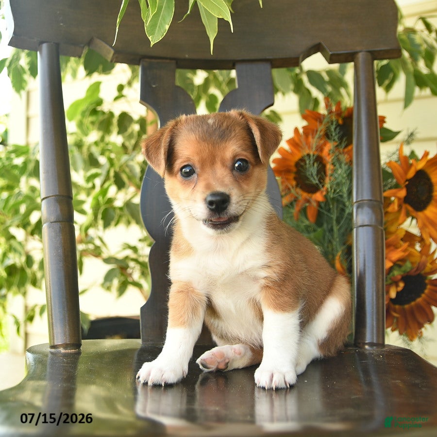 Jack Russell Terrier dogs Pixie  - Ad 2