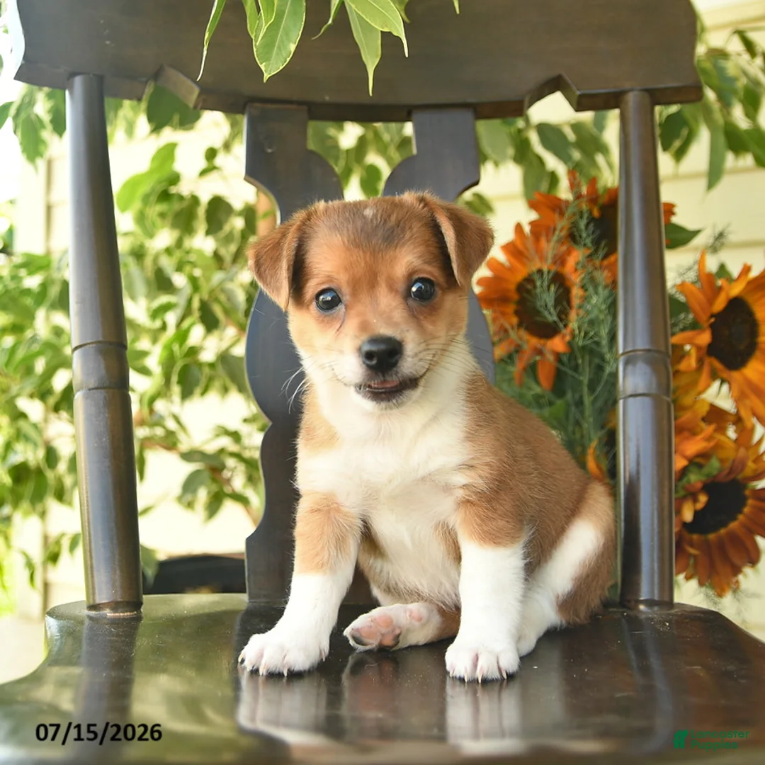 Jack Russell Terrier dogs for sale: Pixie  - Ad 2